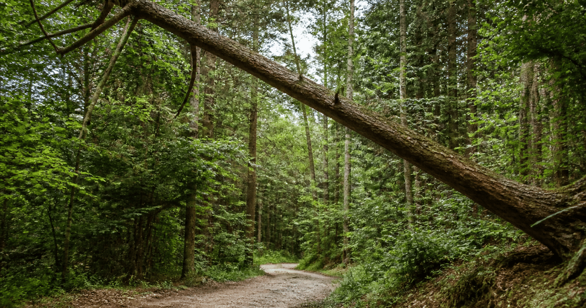 Sentier forestier avec arbre penche vers le sol