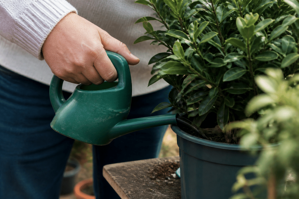 Main arrosant plante en pot avec engrais riche potasse