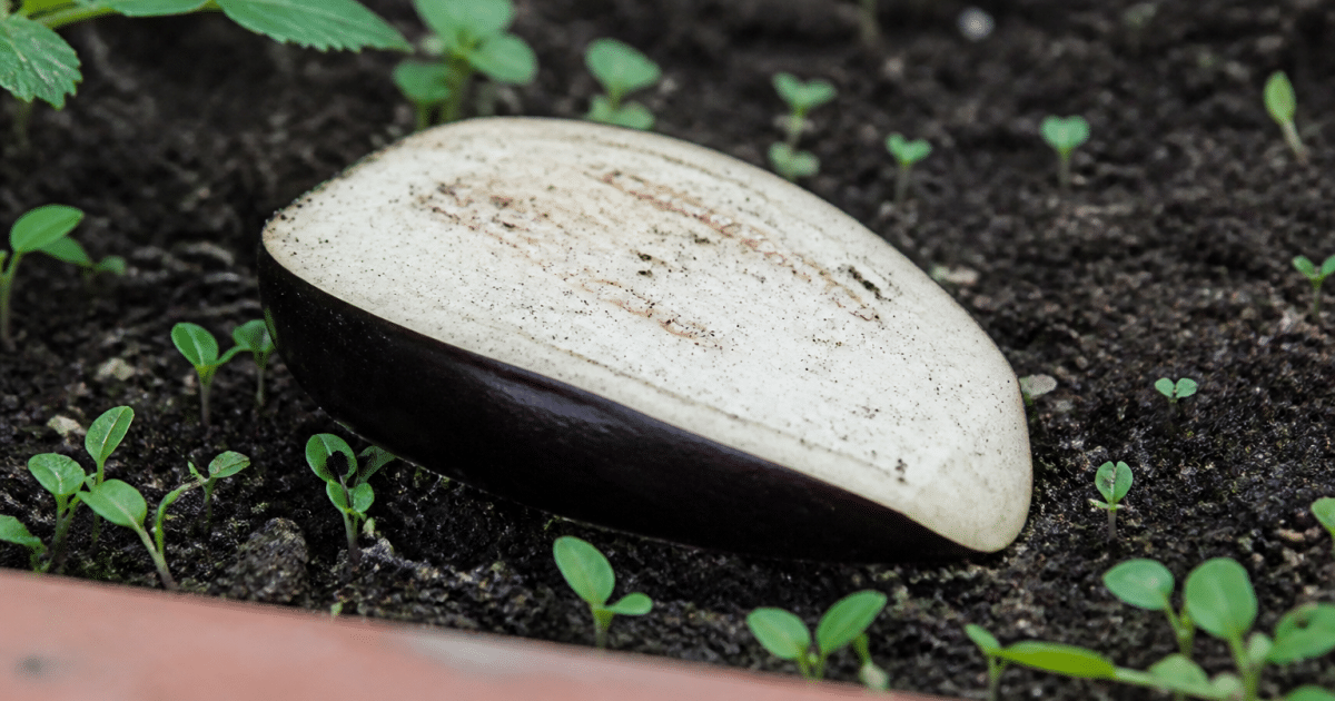 Moitie aubergine fraiche posee sur terreau avec germes verts emergents