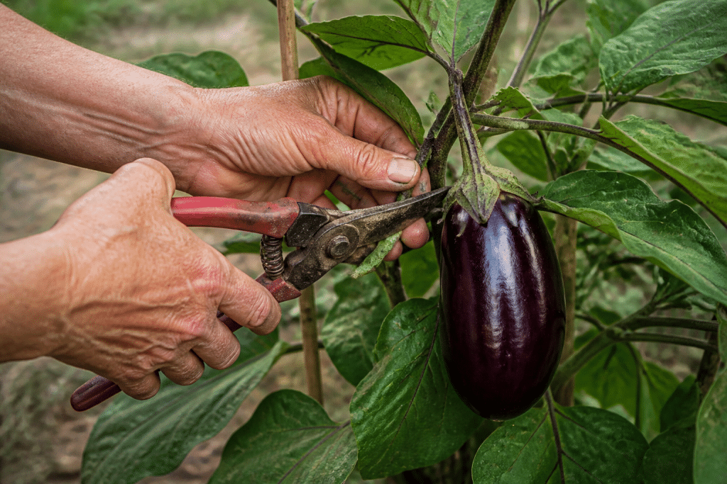 Mains coupant aubergine violette brillante avec secateur