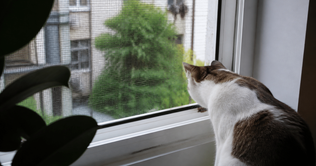 Filet gris tendu sur cadre fenetre protege chat interieur