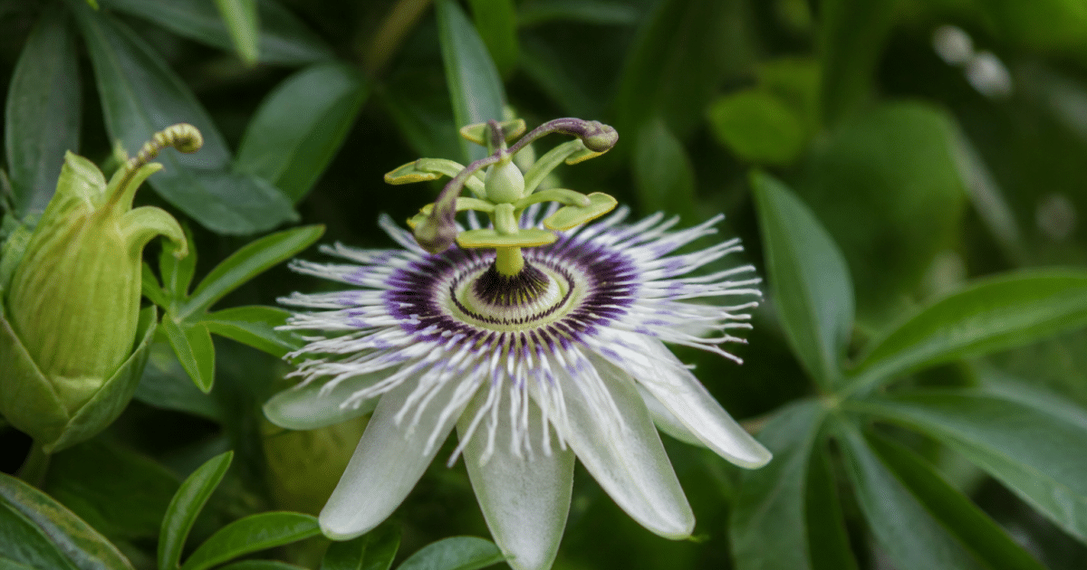 Fleur de fruit de la passion ouverte sur sa tige verte