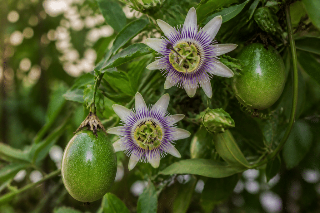Fleurs colorees de passiflores avec fruits developpes
