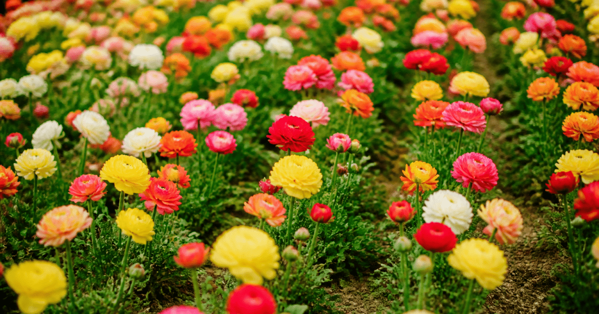 Massif de fleurs colorees s'epanouissant sur sol en rangees denses