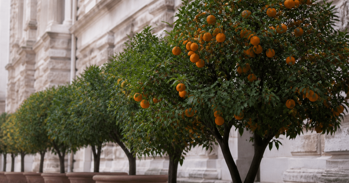 Citronniers et orangers alignes devant facade palais pierres