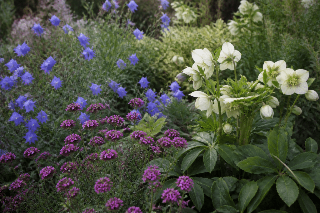 Massif fleuri avec hellebores blanches, campanules bleues et verveines roses