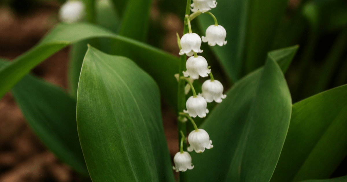 Brin muguet blanc aux clochettes suspendues verticalement