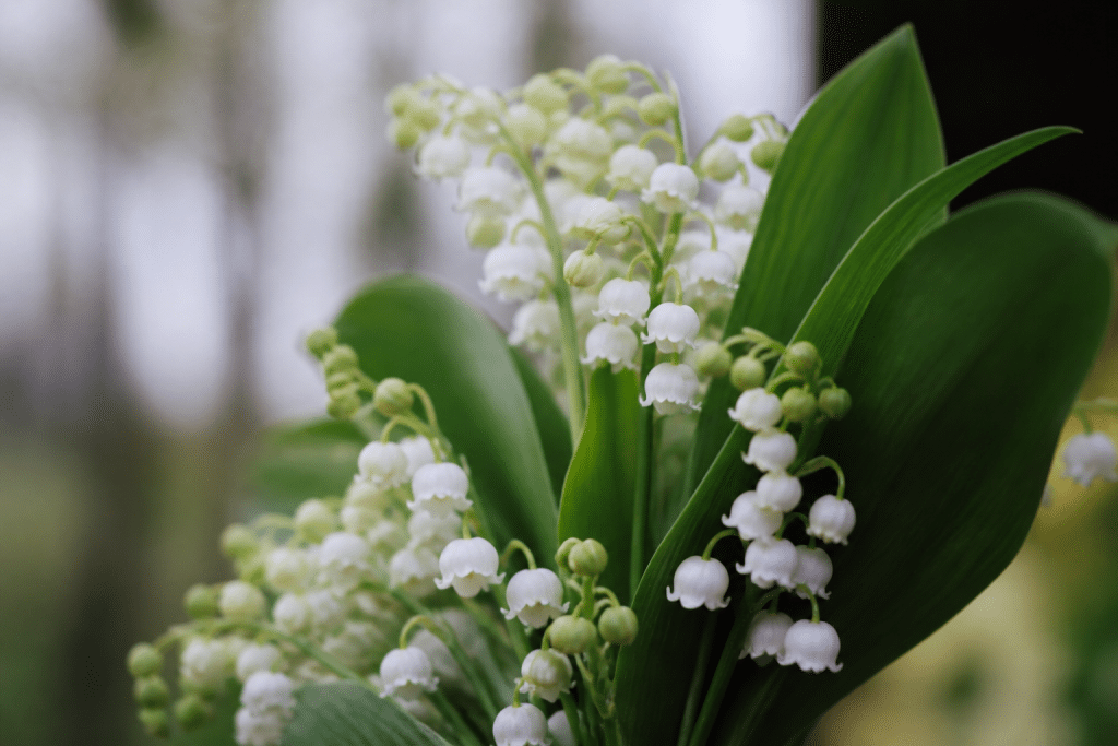 Brins de muguet blanc aux clochettes parfumees