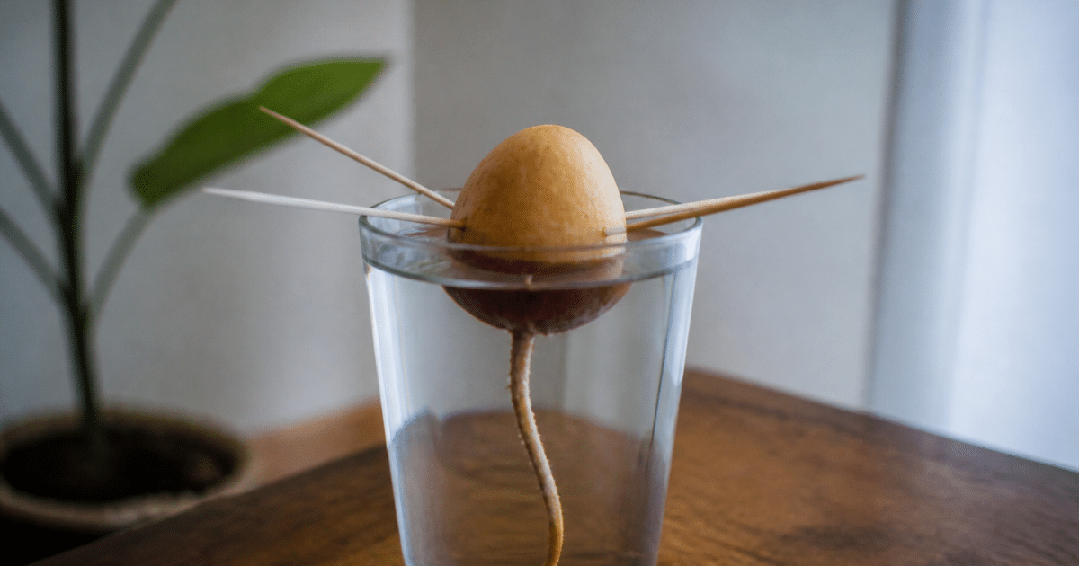 Noyau avocat suspendu toothpicks verre eau transparente