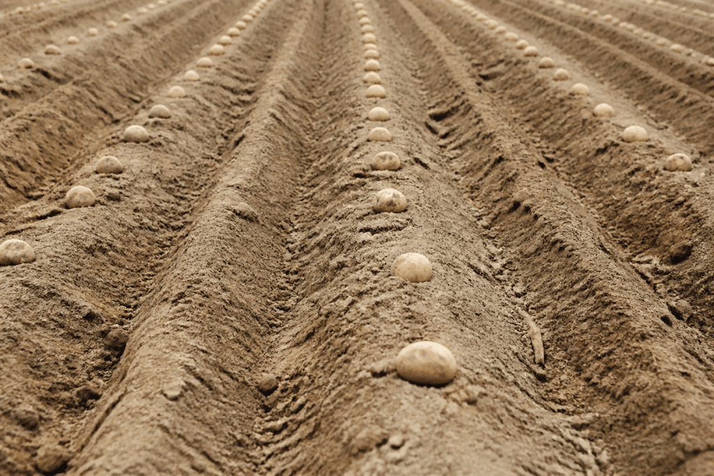 Sillons de terre avec tubercules espaces regulierement plantes