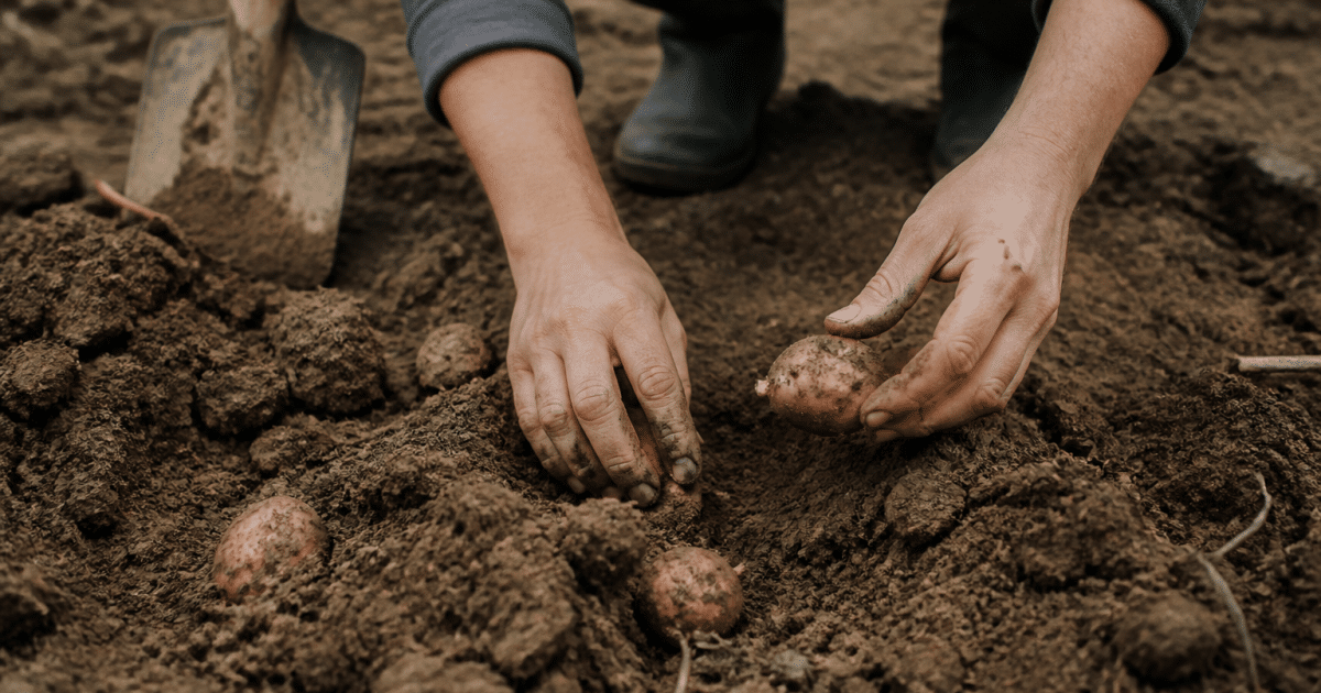 Mains plantant tubercules dans sol retourné à la bêche