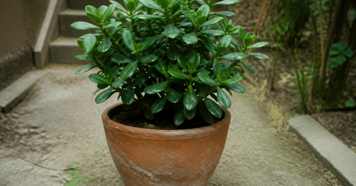 Plante verte robuste dans pot terre sur sol exterieur