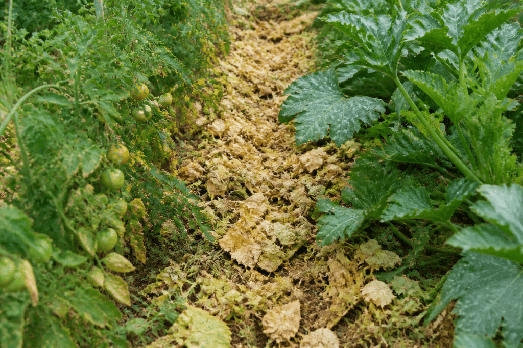 Feuillage jauni couche au sol entre plants potager