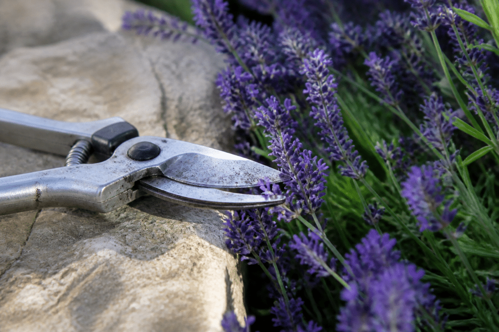 Secateur affute pres de fleurs lavande violettes