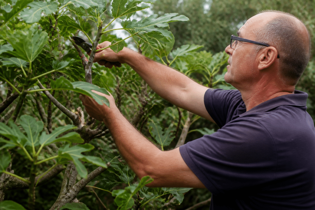 Jardinier coupant branches épaisses figuier avec sécateur