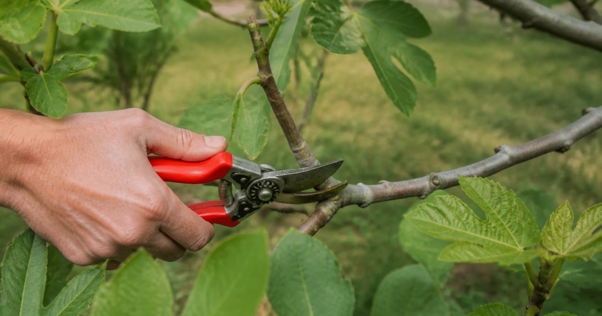 Secateur coupant branche figuier pendant saison printemps