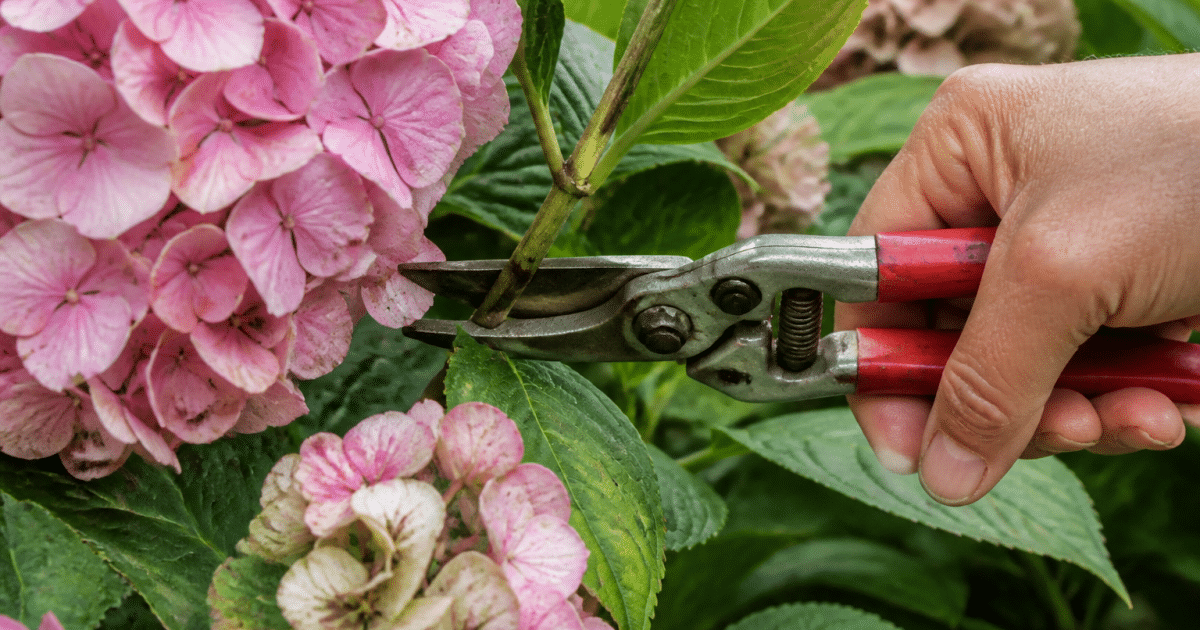 Secateurs coupant branche hortensia fleurie en gros plan