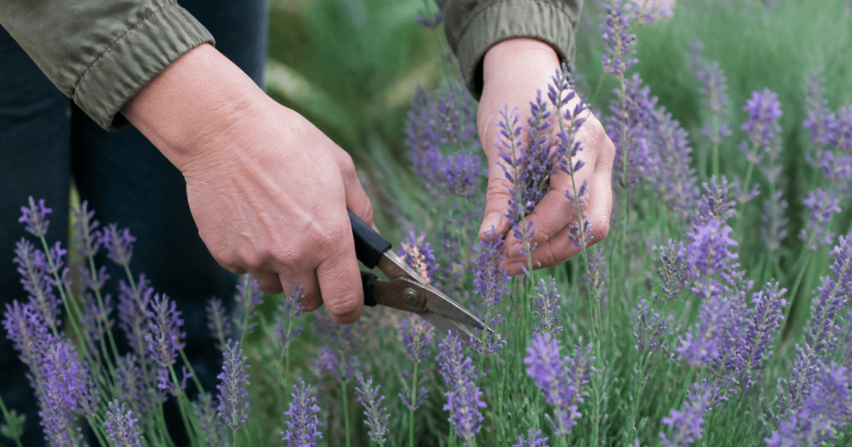 Mains tenant sécateur coupant tiges violettes lavande en fleur